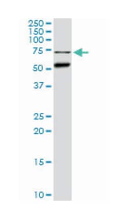 CLK3, Mouse, Clone: 1H2, Abnova 100&mu;g; Unlabeled:Anticuerpos