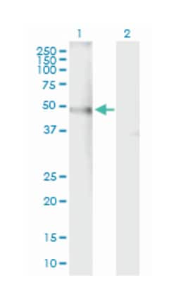 CHRNA4, Mouse, Purified MaxPab™ Polyclonal Antibody, Abnova™