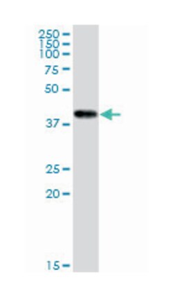 CKMT1B, Mouse, Clone: 2C9, Abnova 100&mu;g; Unlabeled:Antibodies, Monoclonal