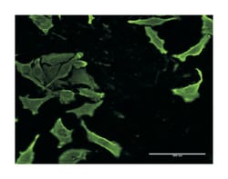 CKS2, Mouse, Clone: 1G8, Abnova 100&mu;g; Unlabeled:Antibodies, Monoclonal