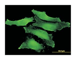 CLIC1 (M01), Mouse anti-Human, Clone: 2D4, Abnova 100&mu;g; Unlabeled:Antibodies,