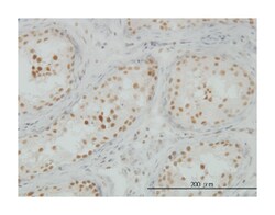 CLK3, Mouse, Clone: 5B2, Abnova 100&mu;g; Unlabeled:Antibodies, Monoclonal