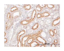 COX6C, Mouse, Clone: 4G4-2A8, Abnova 100&mu;g; Unlabeled:Antibodies, Monoclonal
