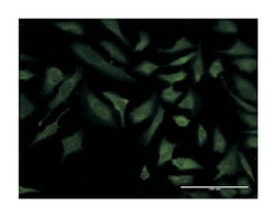 COX6C, Mouse, Clone: 4G4-2A8, Abnova 100&mu;g; Unlabeled:Antibodies, Monoclonal
