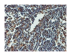 CREB1, Mouse, Clone: 3F1-1B2, Abnova 100&mu;g; Unlabeled:Antibodies, Monoclonal