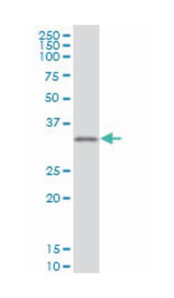 CRX, Mouse, Clone: 2F12, Abnova 100&mu;g; Unlabeled:Antibodies, Monoclonal