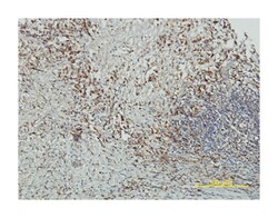 CRY1, Mouse, Clone: 4H4-1C4, Abnova 100&mu;g; Unlabeled:Antibodies, Monoclonal