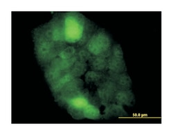 cystatin B (stefin B), Mouse, Clone: M2-F1, Abnova 100&mu;g; Unlabeled:Antibodies,