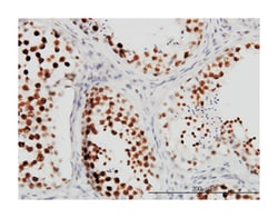 cleavage stimulation factor, 3' pre-RNA, subunit 3, 77kDa, Mouse, Clone: