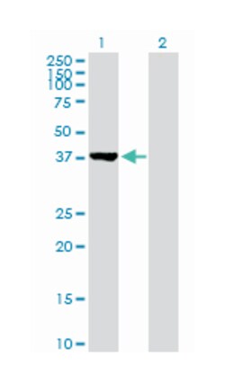 cystathionase (cystathionine gamma-lyase), Rabbit, Purified MaxPab Polyclonal