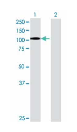 ITGB2, Mouse, MaxPab™ Polyclonal Antibody, Abnova™