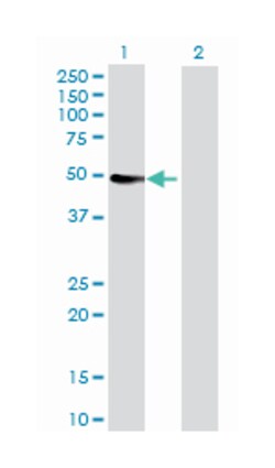 cytochrome P450, family 3, subfamily A, polypeptide 4, Rabbit, Purified