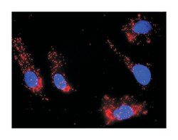 DGKA, Mouse, Clone: 2B7, Abnova 100&mu;g; Unlabeled:Antibodies, Monoclonal