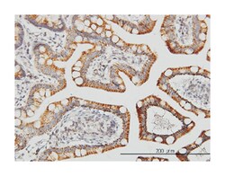 leucine zipper-EF-hand containing transmembrane protein 1, Mouse, Clone: