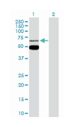 MEF2C, Rabbit, Purified MaxPab Polyclonal Antibody, Abnova 100&mu;g; Unlabeled:Anticuerpos