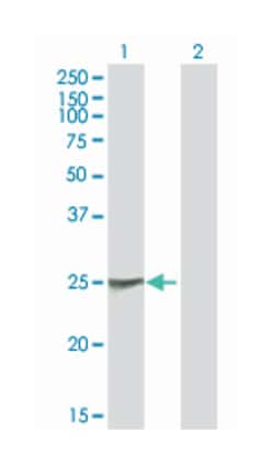 NAB2, Mouse, Purified MaxPab Polyclonal Antibody, Abnova 50 &mu;g | Buy Online | Abnova | Fisher Scientific