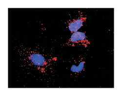 NFKB1, Mouse, Clone: 4A11, Abnova 100&mu;g; Unlabeled:Antibodies, Monoclonal