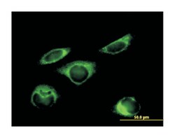 prolyl 4-hydroxylase, beta polypeptide, Mouse, Purified MaxPab Polyclonal