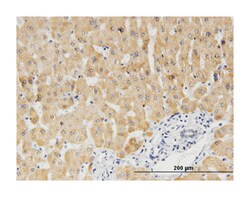 CYB5A (M06), Mouse anti-Human, Clone: 1A8, Abnova 100&mu;g; Unlabeled:Antibodies,