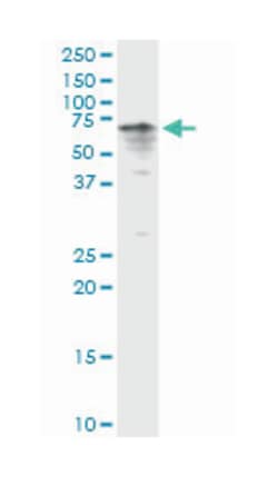 cytochrome P450, family 3, subfamily A, polypeptide 4, Rabbit, Purified