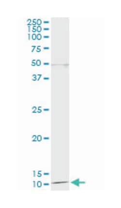 DDT, Mouse, Clone: 1D5, Abnova 100&mu;g; Unlabeled:Antibodies, Monoclonal