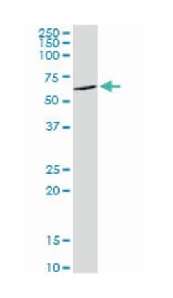 DEAD (Asp-Glu-Ala-Asp) box polypeptide 6, Rabbit, Purified MaxPab Polyclonal