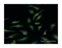 DEAD (Asp-Glu-Ala-Asp) box polypeptide 6, Rabbit, Purified MaxPab Polyclonal