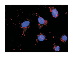 DFFA, Mouse, Clone: 3A11, Abnova 100&mu;g; Unlabeled:Antibodies, Monoclonal