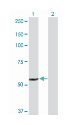 DHCR24, Rabbit, Purified MaxPab Polyclonal Antibody, Abnova 100μg; Unlabeled:Antibodies,