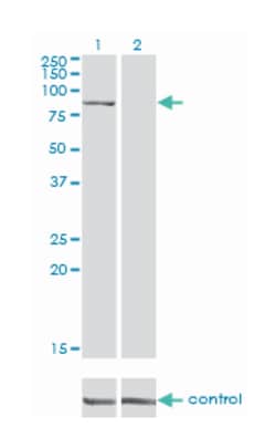 DLG3, Mouse, Clone: 2B6, Abnova 100&mu;g; Unlabeled:Antibodies, Monoclonal