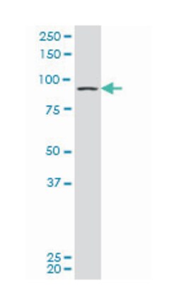 discs, large homolog 4 (Drosophila), Mouse, Polyclonal Antibody, Abnova