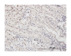 DLX5, Mouse, Clone: 1B7, Abnova&trade;