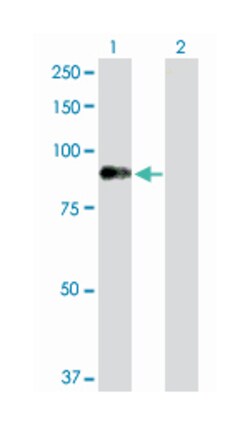 dystrophia myotonica-protein kinase, Rabbit, Purified MaxPab Polyclonal