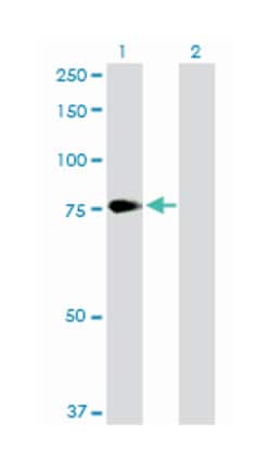 proprotein convertase subtilisin/kexin type 2, Rabbit, Purified MaxPab