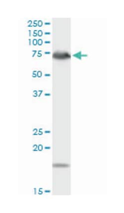 dystrophia myotonica-protein kinase, Rabbit, Purified MaxPab Polyclonal
