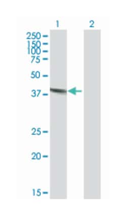 deoxyribonuclease II, lysosomal, Mouse, Purified MaxPab Polyclonal Antibody,