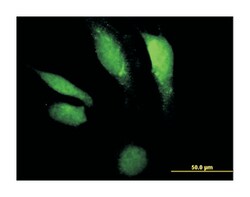 deoxyribonuclease II, lysosomal, Mouse, Purified MaxPab Polyclonal Antibody,