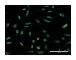 DUSP1, Mouse, Clone: 3A9, Abnova 100&mu;g; Unlabeled:Antibodies, Monoclonal