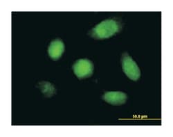 DUSP5 (M04), Mouse anti-Human, Clone: 2F3, Abnova 100&mu;g; Unlabeled:Antibodies,