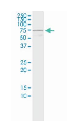 DVL3, Rabbit, MaxPab Polyclonal Antibody, Abnova 100 &mu;L | Buy Online | Abnova Corporation | Fisher Scientific