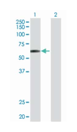 E2F transcription factor 4, p107/p130-binding, Rabbit, Purified MaxPab™ Polyclonal Antibody, Abnova™