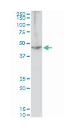 eukaryotic translation elongation factor 1 alpha 2, Mouse, Polyclonal Antibody,