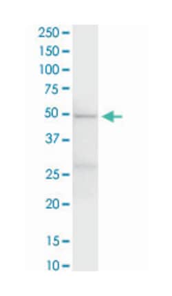 eukaryotic translation elongation factor 1 gamma, Rabbit, Purified MaxPab