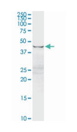 eukaryotic translation elongation factor 1 gamma, Rabbit, Purified MaxPab