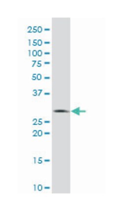 ephrin-A5, Mouse, Polyclonal Antibody, Abnova 50&mu;L; Unlabeled:Antibodies,