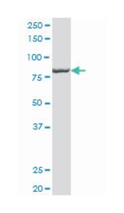 regulatory factor X, 2 (influences HLA class II expression), Mouse, Polyclonal