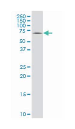 replication protein A1, 70kDa, Mouse, Polyclonal Antibody, Abnova&trade;