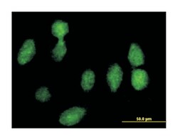 ribosomal protein, large, P0, Mouse, Purified MaxPab Polyclonal Antibody,