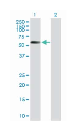 serine/threonine kinase 11, Mouse, Purified MaxPab™ Polyclonal Antibody, Abnova™