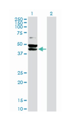 Tu translation elongation factor, mitochondrial, Rabbit, Purified MaxPab™ Polyclonal Antibody, Abnova™